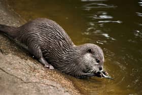Otter playing in water.