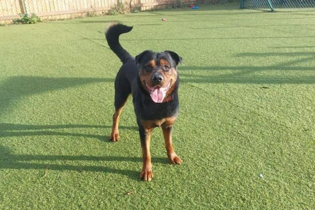Rocco is a big strong boy - when you're out with him, make sure he doesn't end up taking you for a walk! Due to his size and bouncy nature, he'll be happiest if he's the only pet in the house, but he's got all the love in the world to give.