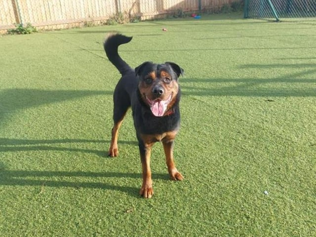 Rocco is a big strong boy - when you're out with him, make sure he doesn't end up taking you for a walk! Due to his size and bouncy nature, he'll be happiest if he's the only pet in the house, but he's got all the love in the world to give.