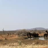 Watching elephants at a watering hole on South Africa’s Madikwe Game Reserve in North West Province, near the Botwswana Border. Pic: J Christie