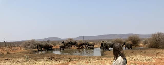 Watching elephants at a watering hole on South Africa’s Madikwe Game Reserve in North West Province, near the Botwswana Border. Pic: J Christie