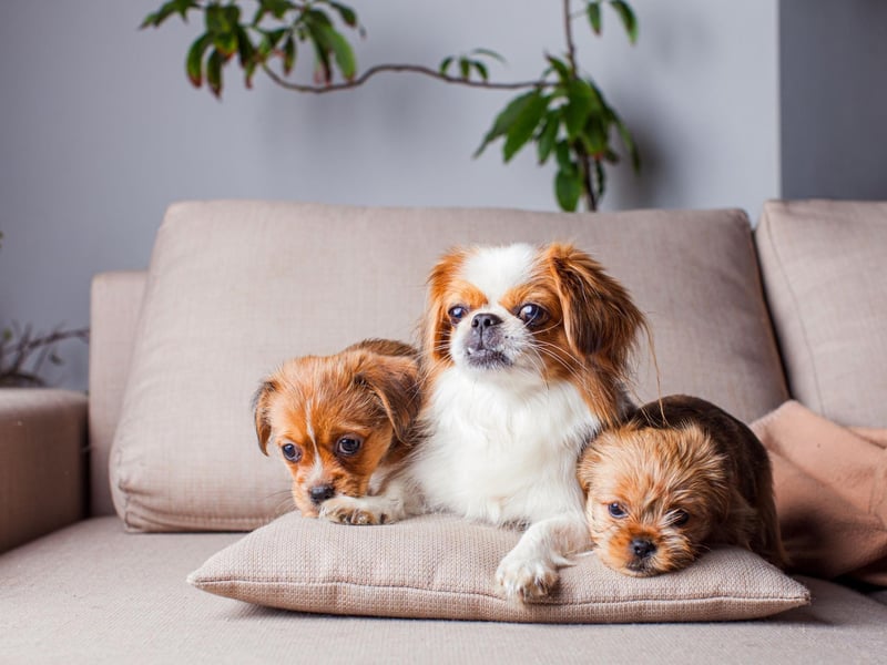 Originally from Beijing (which used to be called Peking) records show that the Pekingese were around at least 2,000 years ago. They were once only allowed to be owned by royalty and are viewed as being sacred animals. Legend claims that the first Pekingese was a lion that was shrunk by Buddha.