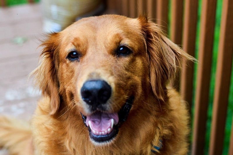 They may not be as happy as their close cousins the Labrador Retriever - but the Golden Retriever isn't far off. They love life and will love you - just as long as you, crucially, keep them fed.