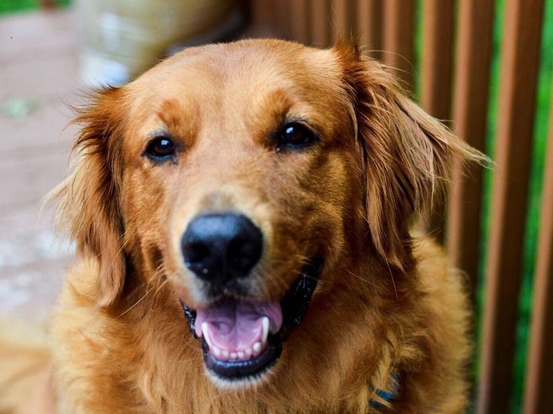 They may not be as happy as their close cousins the Labrador Retriever - but the Golden Retriever isn't far off. They love life and will love you - just as long as you, crucially, keep them fed.