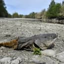 A dead catfish lies on the dried-up bed of the River Agly in Rivesaltes, southwestern France last month (Picture: Raymond Roig/AFP via Getty Images)