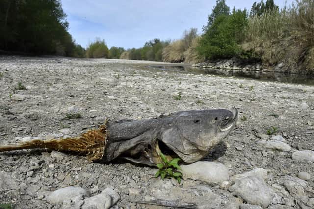 A dead catfish lies on the dried-up bed of the River Agly in Rivesaltes, southwestern France last month (Picture: Raymond Roig/AFP via Getty Images)