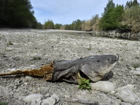 A dead catfish lies on the dried-up bed of the River Agly in Rivesaltes, southwestern France last month (Picture: Raymond Roig/AFP via Getty Images)