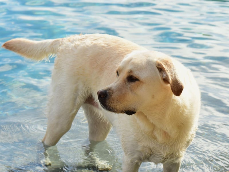 The Labrador Retriever is the world's most popular dog and are a jack of all trades when it comes to search and rescue duties - being strong swimmers, fast runners, and able to track well. They are particularly good in disaster recovery situations.