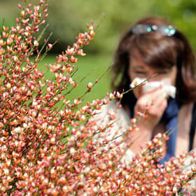 Hay-fever or COVID-19: Key differences you need to know as pollen season begins