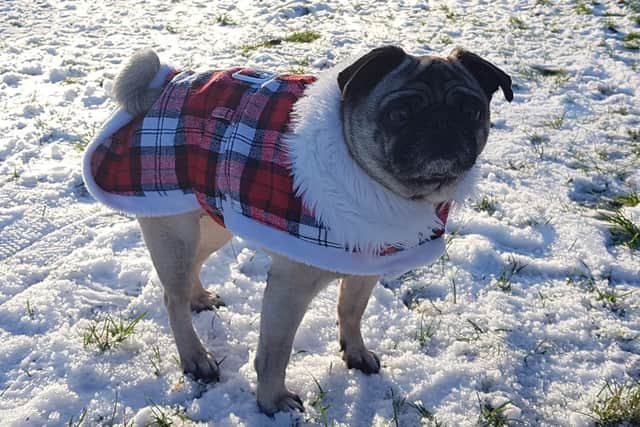 Tracy’s dog Coco is also wrapped up for winter