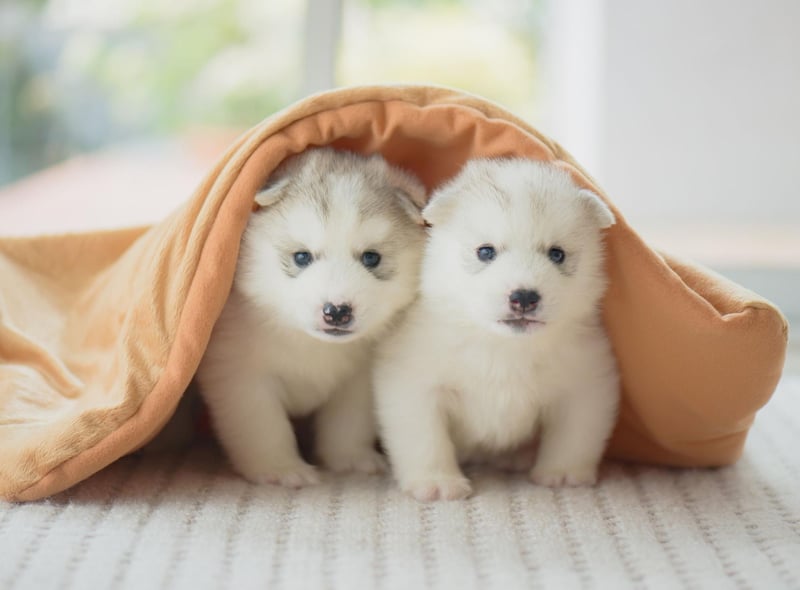 Perhaps surprisingly, Bear is Scotland's top male puppy name of 2021. Coming from the animal of the same name, it's become increasingly popular with celebrities in recent years - with chef Jamie Oliver, actress Alicia Silverstone and British star Kate Winslet all calling their children Bear.