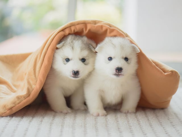 Perhaps surprisingly, Bear is Scotland's top male puppy name of 2021. Coming from the animal of the same name, it's become increasingly popular with celebrities in recent years - with chef Jamie Oliver, actress Alicia Silverstone and British star Kate Winslet all calling their children Bear.