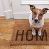 More renters could be allowed pets if the Renters (Reform) Bill is passed