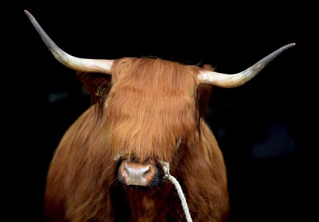 The best in Scottish agriculture will go on show at Ingliston in the 2021 version of the Royal Highland Show which will be held behind closed doors - but beamed around the world for the first time. PIC: J Savage.