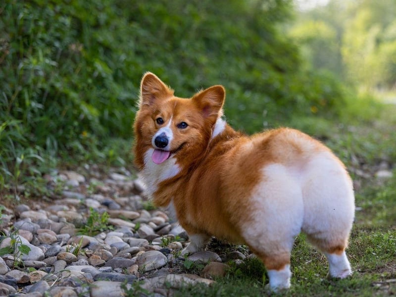 Like the Dachshund, both types (Pembroke and Cardigan) of Welsh Corgi have such short legs that they can be easily exercised in even small spaces - while just a moderately-paced trip to the park is likely to wear them out for the evening.