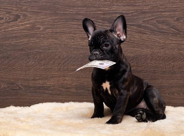 Different breeds of dog have a surprisingly wide range of lifetime costs.