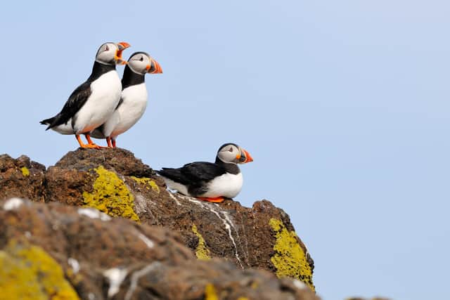Puffins are among a number of important seabird species living in the Forth which could be affected by offshore wind turbines. Picture: Lorne Gill/SNH