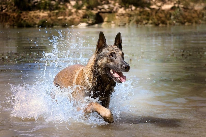A well-trained Belgian Malinois can sniff out a whole range of trouble - from bombs to drugs. The moment one of these intelligent dogs is aware of a troublesome smell, they will quickly alert their handler and accurately indicate its location.