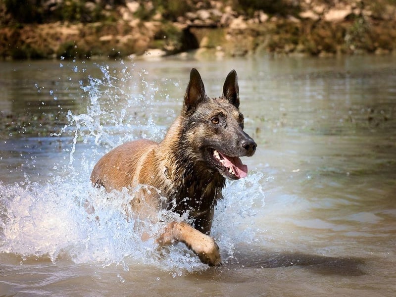 A well-trained Belgian Malinois can sniff out a whole range of trouble - from bombs to drugs. The moment one of these intelligent dogs is aware of a troublesome smell, they will quickly alert their handler and accurately indicate its location.