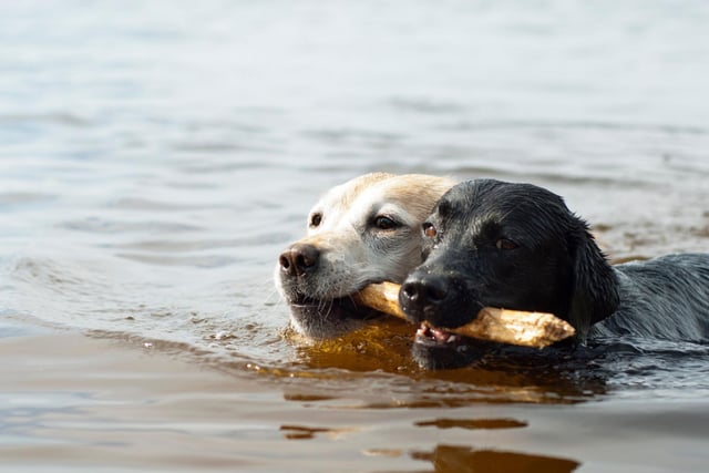 The UK's most popular breed of dog is no slouch in the brain department either. Commonly used as guide dogs and drug detection dogs, the Labrador Retriever's eagerness to please makes them a dream to work with.