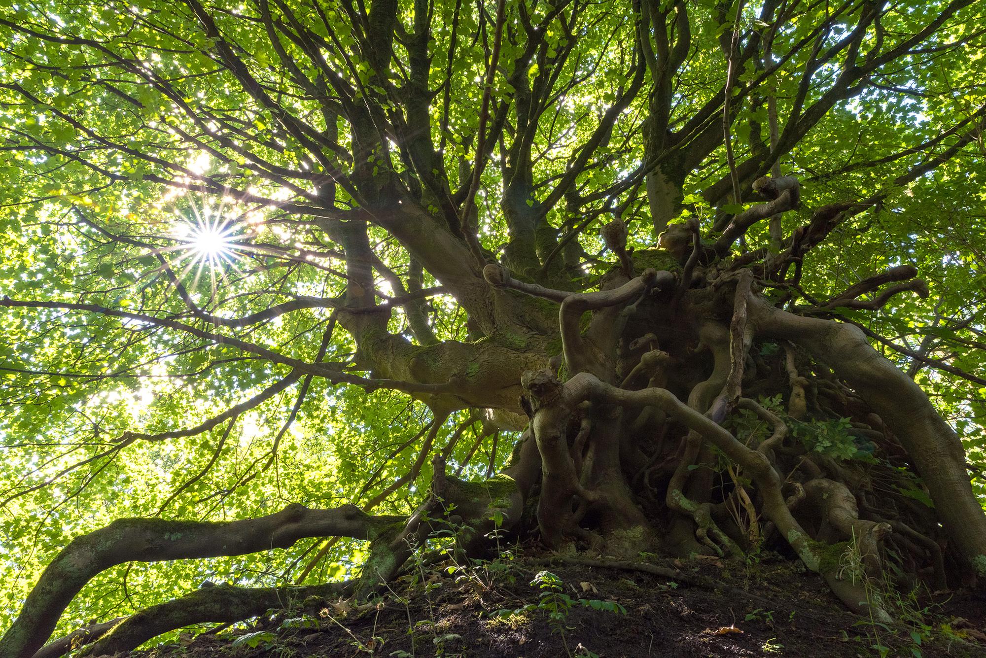Scotland's Tree of the Year shortlist revealed The Scotsman