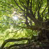 The Climate Change Tree - nominated by Chris Knapman - is a remarkable sycamore situated at Gartmorn Dam, near Alloa, within a post-industrial landscape.