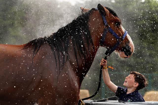 Harry Martin, from Guildy Farm near Dundee, watches Flash the Clydesdale horse being washed at the Royal Highland Centre in Ingliston ahead of the Royal Highland Show. Picture: Andrew Milligan/PA Wire