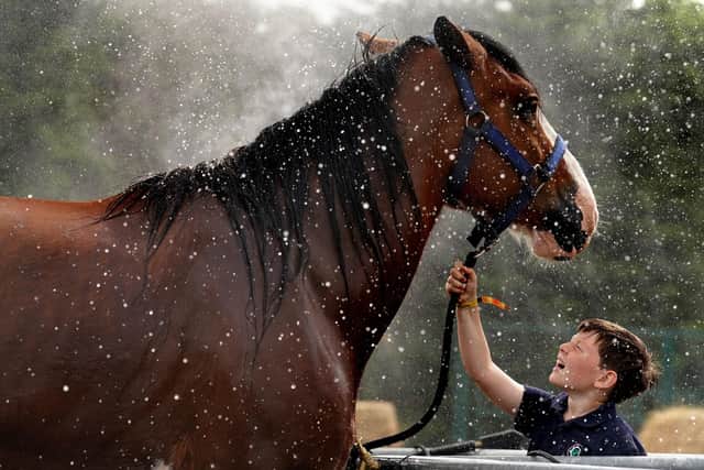 Harry Martin, from Guildy Farm near Dundee, watches Flash the Clydesdale horse being washed  at the Royal Highland Centre in Ingliston ahead of the Royal Highland Show. Picture: Andrew Milligan/PA Wire