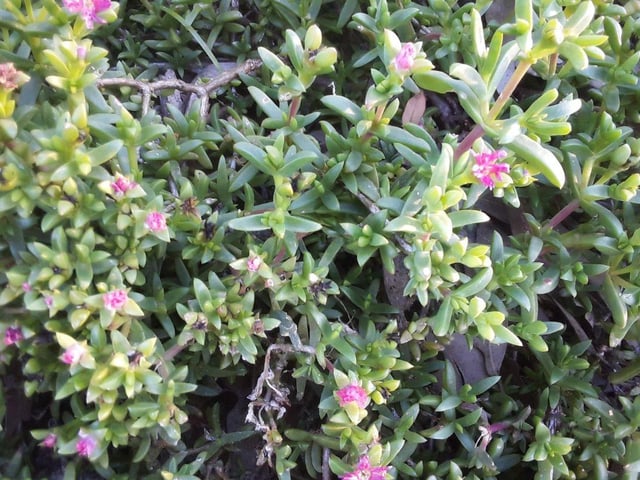 Known for killing the other plants you might be trying to grow in your garden, the New Zealand Pigmyweed poses a threat to everything around her. It’s an invasive plant and the sales of this seed have been banned since 2014. The plant has small green leaves and clusters of tiny white flowers, and it can harm even aquatic environments. If found guilty, you could face a fine of up to £2,500.