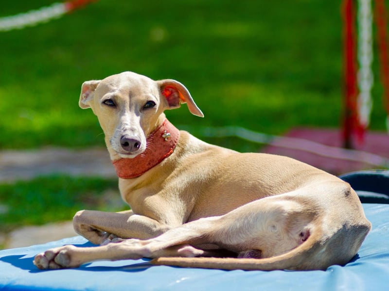 With barely an ounce of fat and a wafter-thin coat, the Italian Greyhound (and the larger Greyhound for that matter) are precision-tooled for high temperatures.