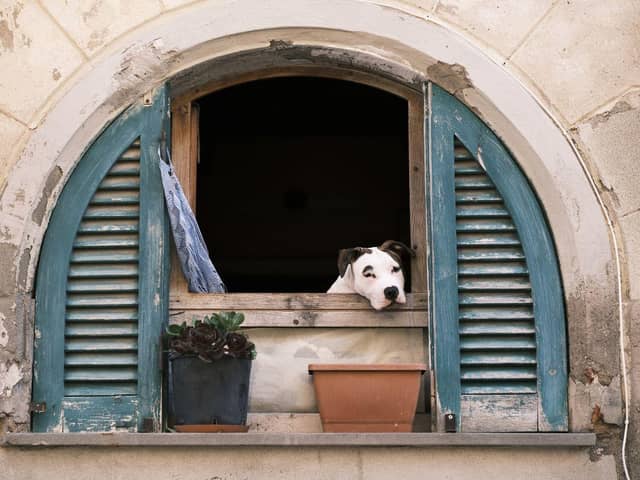 These are the breeds of dog that will hit you hardest in the pocket following surging prices in recent years.
