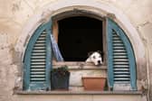 These are the breeds of dog that will hit you hardest in the pocket following surging prices in recent years.