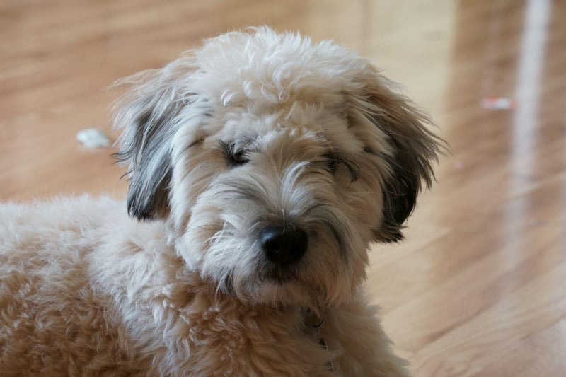 Refered to in their native Ireland as 'the Poor Man's Wolfhound', the Soft-coated Wheaten Terrier has been used for over two hundred years as an all-purpose working dog. They share ancestry with the Kerry Blue Terrier and the Irish Terrier.