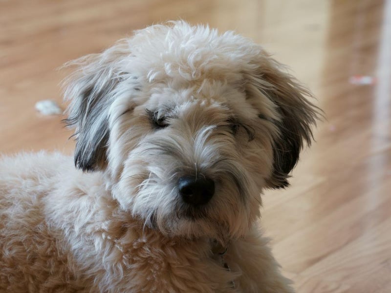 Refered to in their native Ireland as 'the Poor Man's Wolfhound', the Soft-coated Wheaten Terrier has been used for over two hundred years as an all-purpose working dog. They share ancestry with the Kerry Blue Terrier and the Irish Terrier.