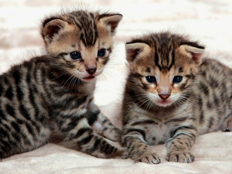 Also costing around £1,000 are Savannah kittens. The unmistakable Savannah breed was created by crossing a domestic cat with a wild African cat.