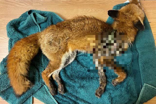 Fox found dead with what appears to be a collar injury picture: SSPCA