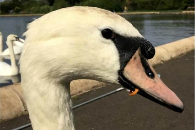 A swan was rescued from starvation and death after getting a juice bottle lid trapped around its beak.