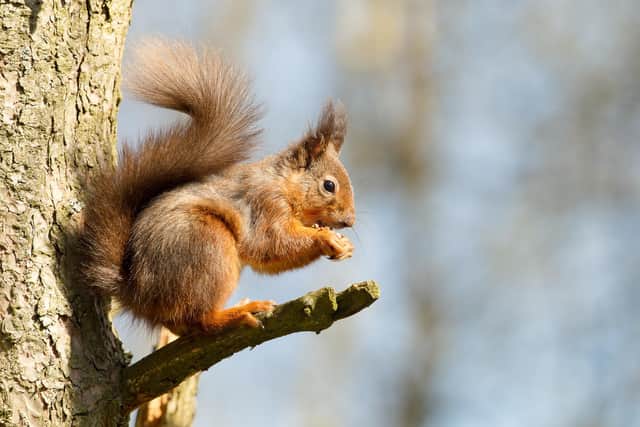 Biodiversity benefits that can be provided by planting mixed woodland are often overlooked -- Scotland's endangered native red squirrels can thrive in conifer plantations