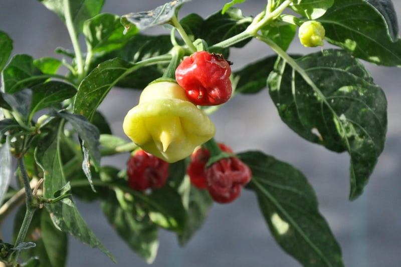 The Scotch Bonnet (or Caribbean Red Pepper) is a type of chilli pepper which is referred to as such because of its resemblance to a Scottish Tam O’ Shanter bonnet. It is closely related to the Habanero (an infamously spicy ingredient) so it should come as no surprise that it has a heat rating of 100,000 - 350,000 Scoville units.