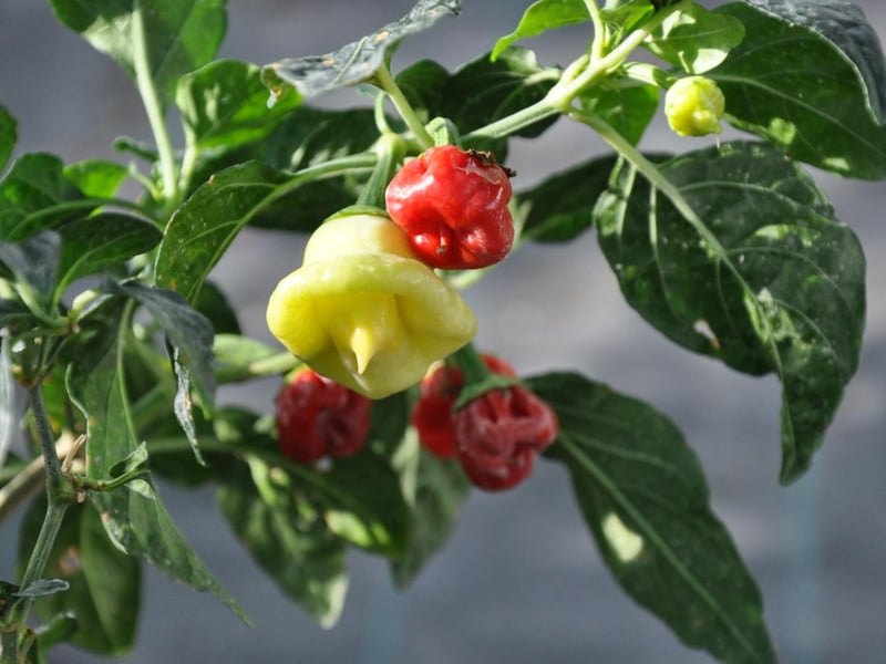 The Scotch Bonnet (or Caribbean Red Pepper) is a type of chilli pepper which is referred to as such because of its resemblance to a Scottish Tam O’ Shanter bonnet. It is closely related to the Habanero (an infamously spicy ingredient) so it should come as no surprise that it has a heat rating of 100,000 - 350,000 Scoville units.