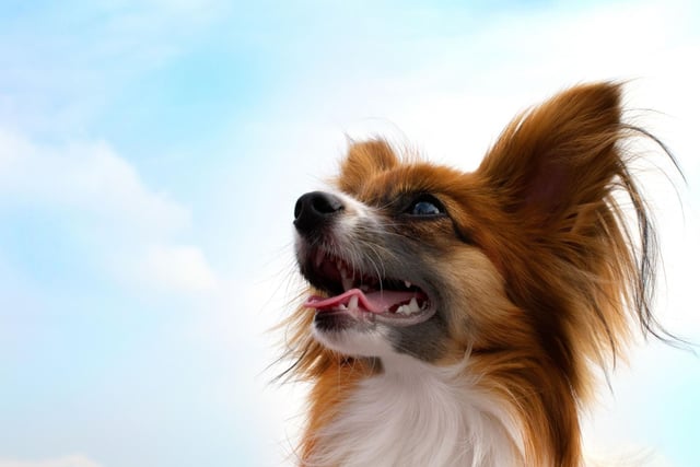 Most people know that the Papillon's name comes from the French for butterfly - on account of it's distinctive wing-like fringed ears. Less well known is that a Papillon with dropped ears is called a Phalene - French for moth.