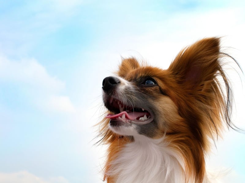 Most people know that the Papillon's name comes from the French for butterfly - on account of it's distinctive wing-like fringed ears. Less well known is that a Papillon with dropped ears is called a Phalene - French for moth.