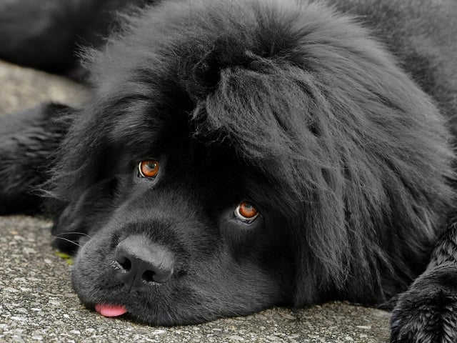Many of the larger, heavier breeds of dog shouldn't be encouraged to run too often as it can lead to joint issues. The Newfoundland is one such dog that is happy to plod along for long distances but should be left to travel at their own speed - particularly in warm weather.