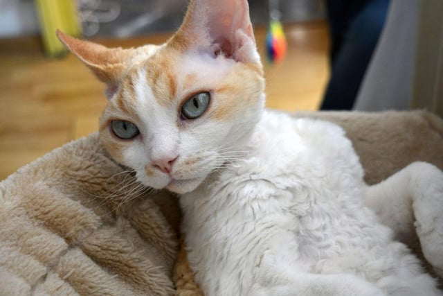 This cat breed is often associated with intelligence, the Devon Rex are clever little creatures, capable of learning new tricks easily.