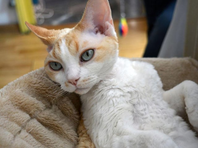 This cat breed is often associated with intelligence, the Devon Rex are clever little creatures, capable of learning new tricks easily.