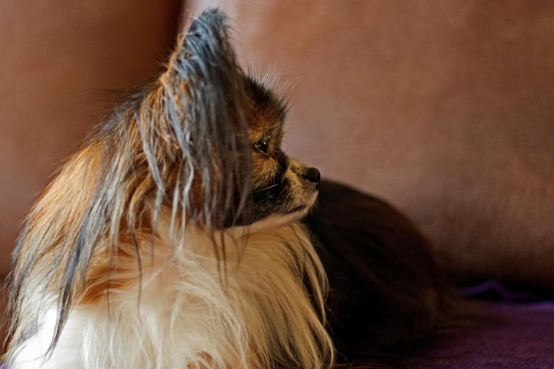 Papillons are naturally shy around strangers and will tend to go and lie where they feel safest when you have visitors. It's nothing to worry about and they will become more sociable when they get used to the person.