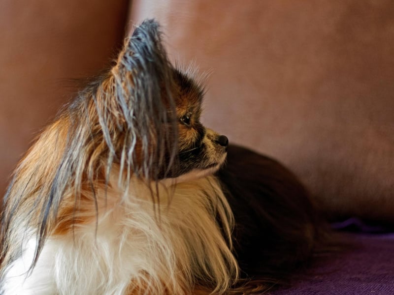 Papillons are naturally shy around strangers and will tend to go and lie where they feel safest when you have visitors. It's nothing to worry about and they will become more sociable when they get used to the person.
