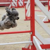 Some breeds of dog are pretty much born to jump over obstacles and run through tunnels.
