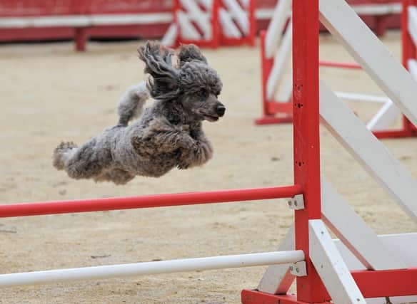 Some breeds of dog are pretty much born to jump over obstacles and run through tunnels.