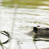 Data from the Scottish government revealed that 87 beavers were shot and killed in Scotland between May and December 2019.